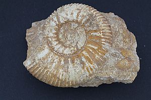 Ammoniten 3534